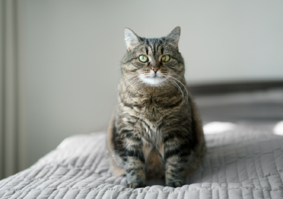 A kövér macska szindróma tönkreteheti a karrierünket