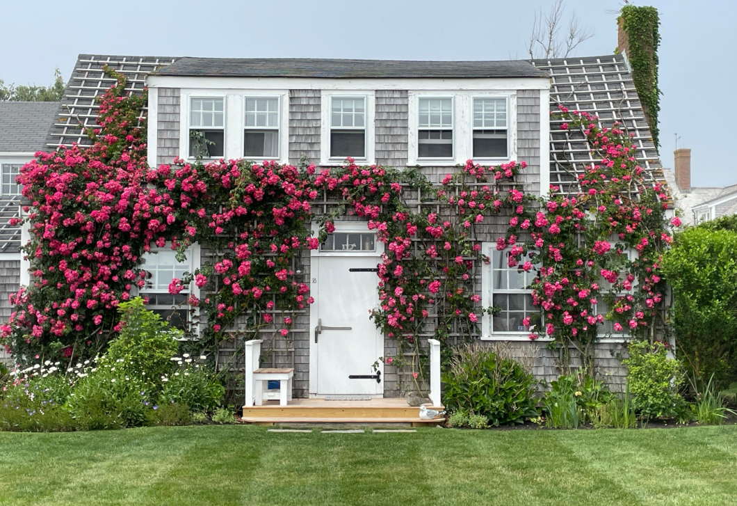 3 növény, ami távol tarthatja az otthonodtól a betörőket