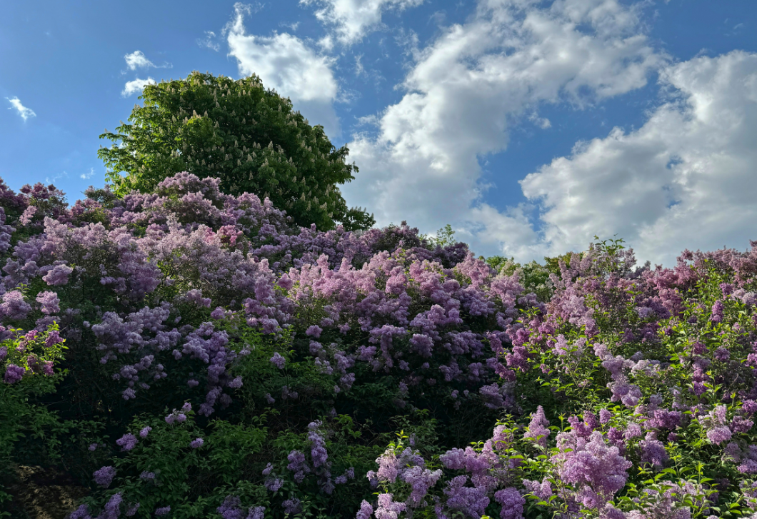 Így nem lát be a szomszéd – 7 gyorsan növő növény, ami feldobja a kertet
