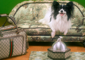 Őrület, mennyibe kerül a Gucci kutyáknak tervezett ágya!