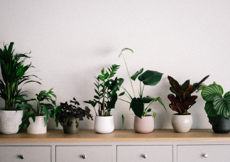 5 szobanövény, amit a kezdők is könnyen életben tarthatnak