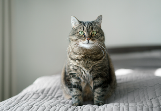 A kövér macska szindróma tönkreteheti a karrierünket