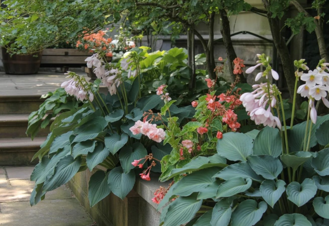 Árnyékban semmi sem nő? Ez a 7 növény bebizonyítja, hogy ez nem igaz