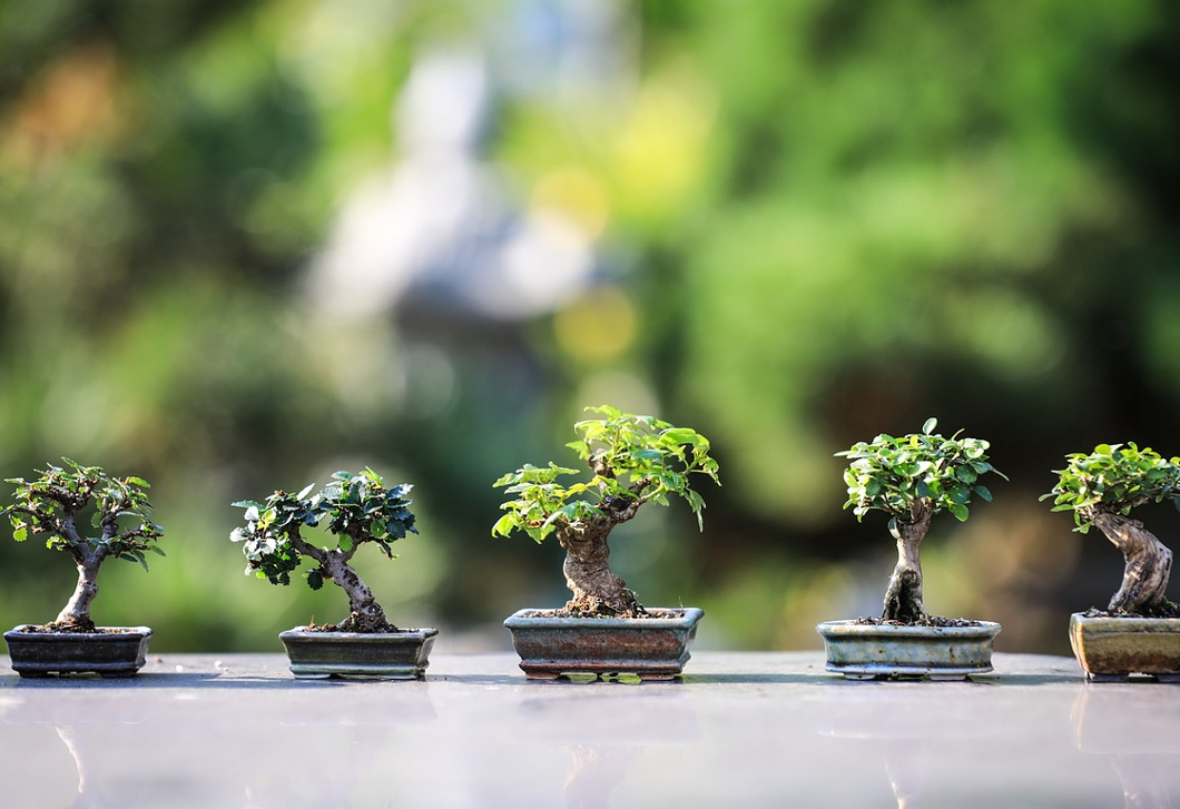 Top 5 bolondbiztos bonsai, ami pozitív életenergiákkal tölti meg a lakást