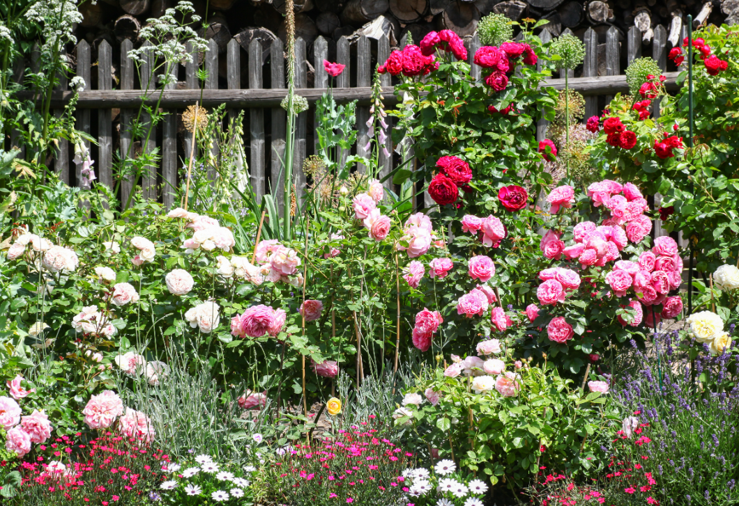 Ha romantikus hangulatú kertre vágysz, ilyen virágokkal ültesd tele