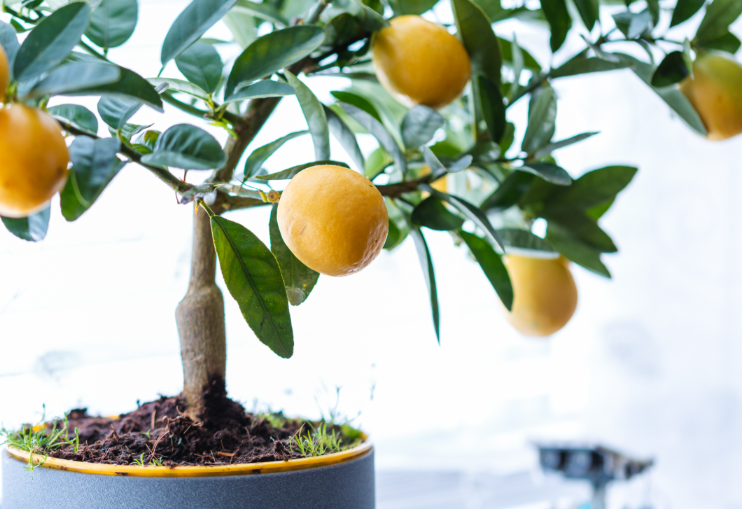 Így tudsz könnyen korlátlan mennyiségű citromot termeszteni a lakásodban