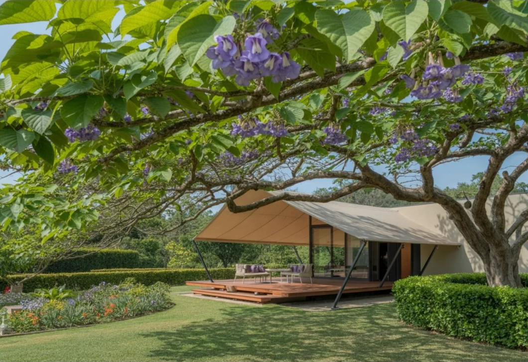 Gyorsan növő fa, ami hűti a teraszt – és nem takarja el a kilátást: ezért ajánlják most a szakértők