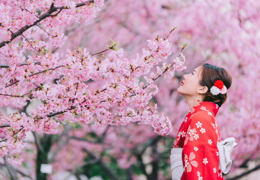 Berobbant a cseresznyefavirágzás Japánban – mutatjuk, itthon hol gyönyörködhetsz benne, főkép