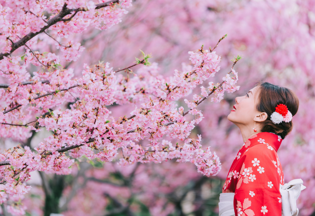 Berobbant a cseresznyefavirágzás Japánban – mutatjuk, itthon hol gyönyörködhetsz benne