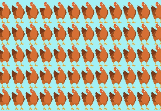 Megtalálod a 3 kakukktojást a csirkék között kevesebb mint 30 másodperc alatt?