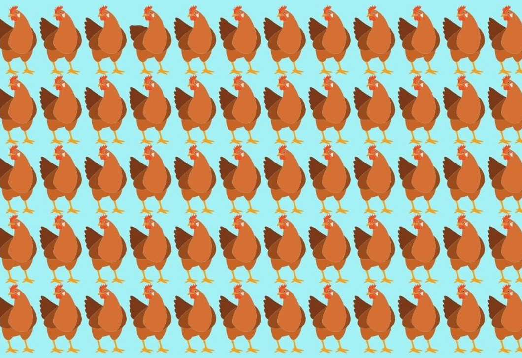 Megtalálod a 3 kakukktojást a csirkék között kevesebb mint 30 másodperc alatt?
