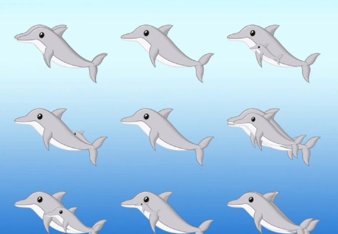 Hány delfint van a képen? Csak a zsenik találják meg az összeset 11 másodperc alatt 