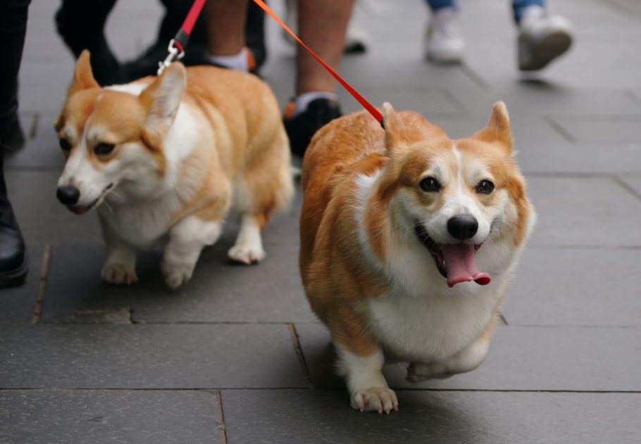 Friss hírek érkeztek Erzsébet királyné corgijairól: így vannak most a kutyusok, főkép