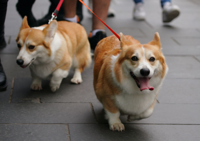Friss hírek érkeztek Erzsébet királyné corgijairól: így vannak most a kutyusok
