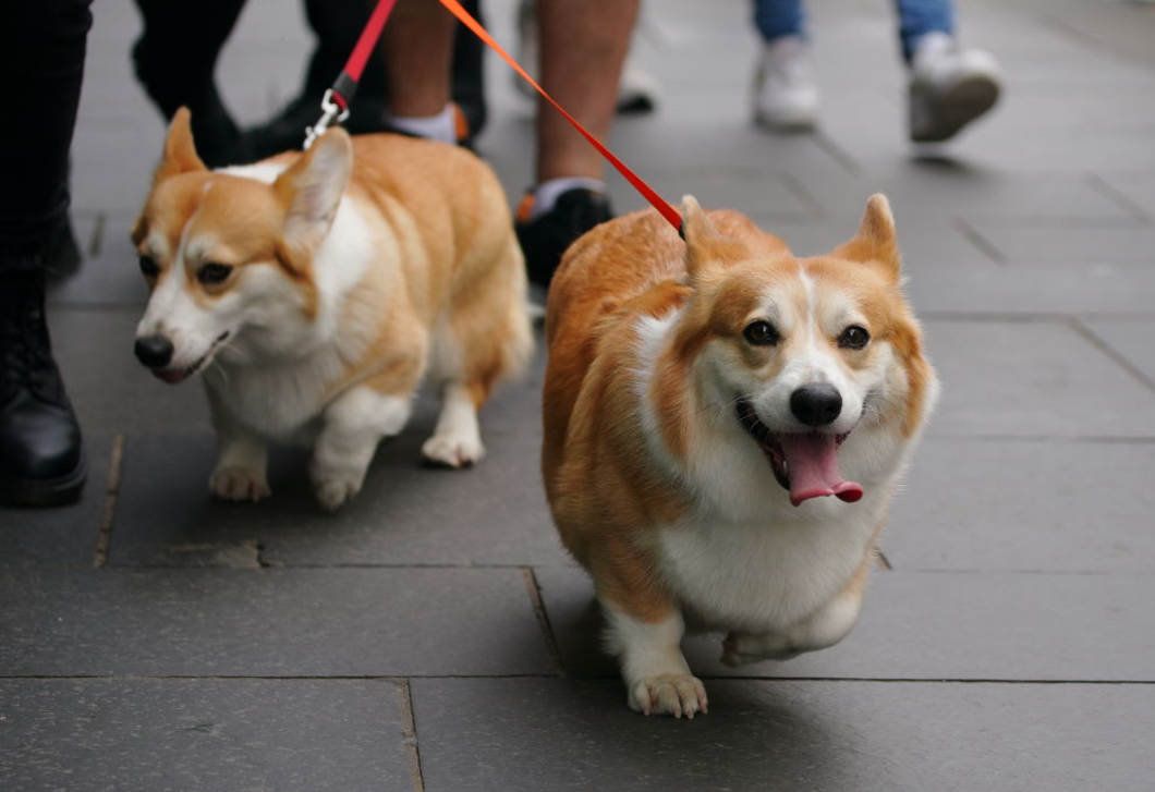 Friss hírek érkeztek Erzsébet királyné corgijairól: így vannak most a kutyusok