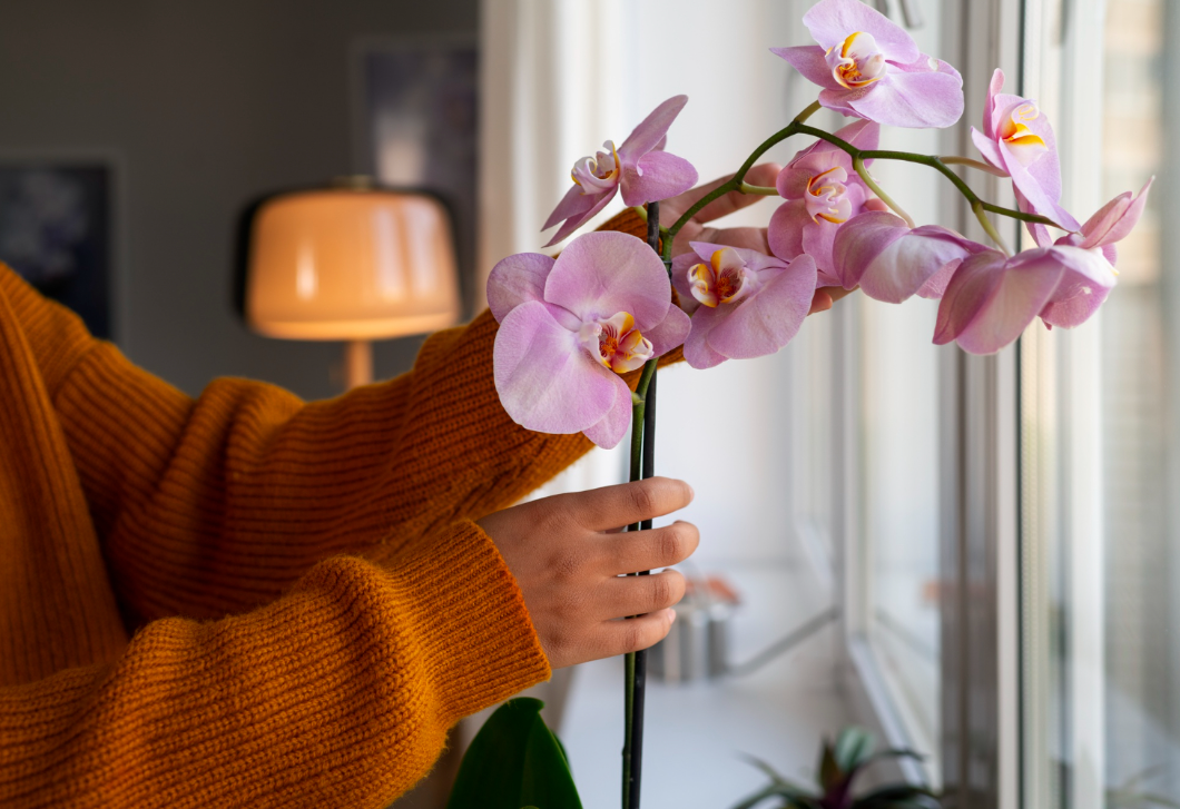 Itt a válasz: a Feng Shui szerint ezért kell orchidea a házba