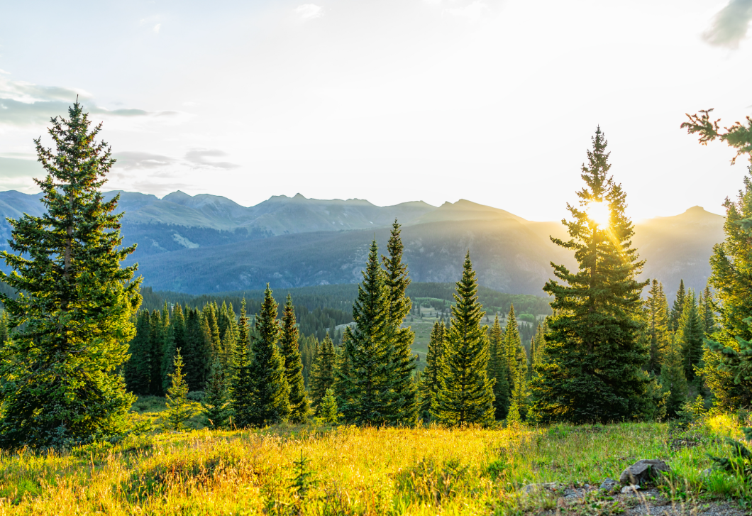 Megvan az ország karácsonyfája – mutatjuk, honnan érkezik