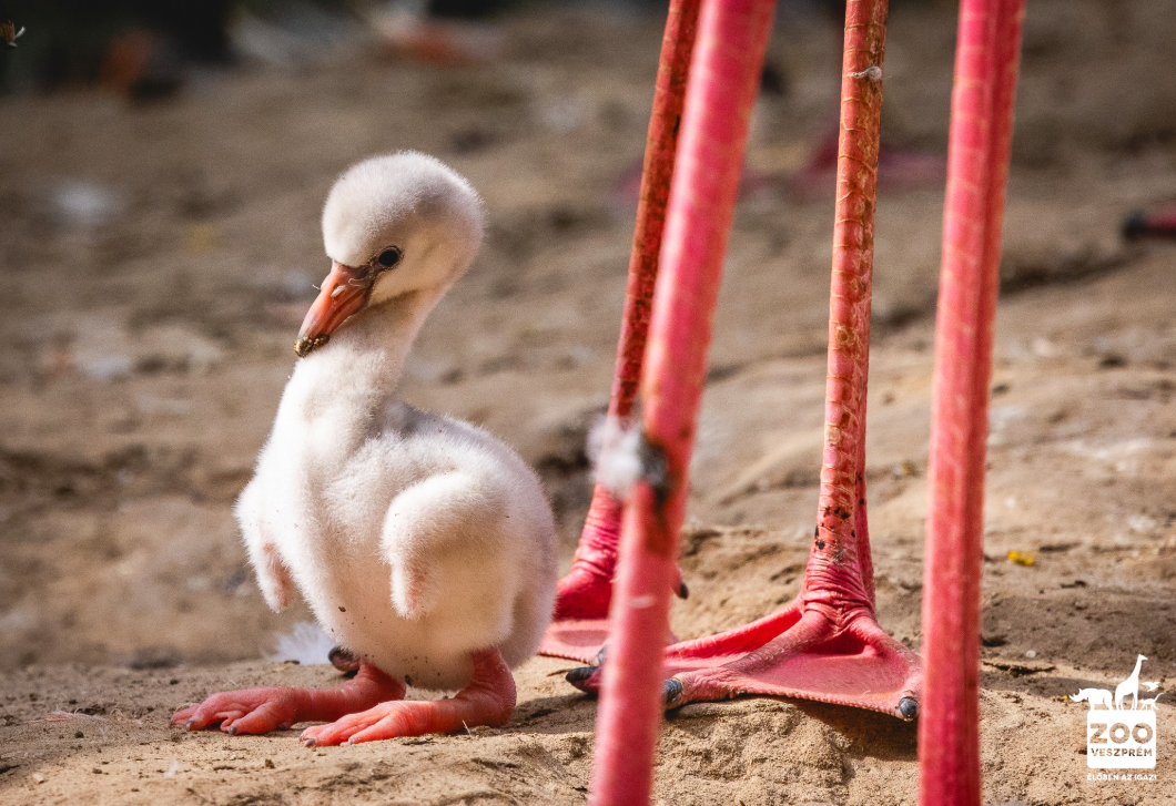 Te láttad már a Veszprémi Állatkert flamingóbébijét? Ennél aranyosabb ma már nem lesz