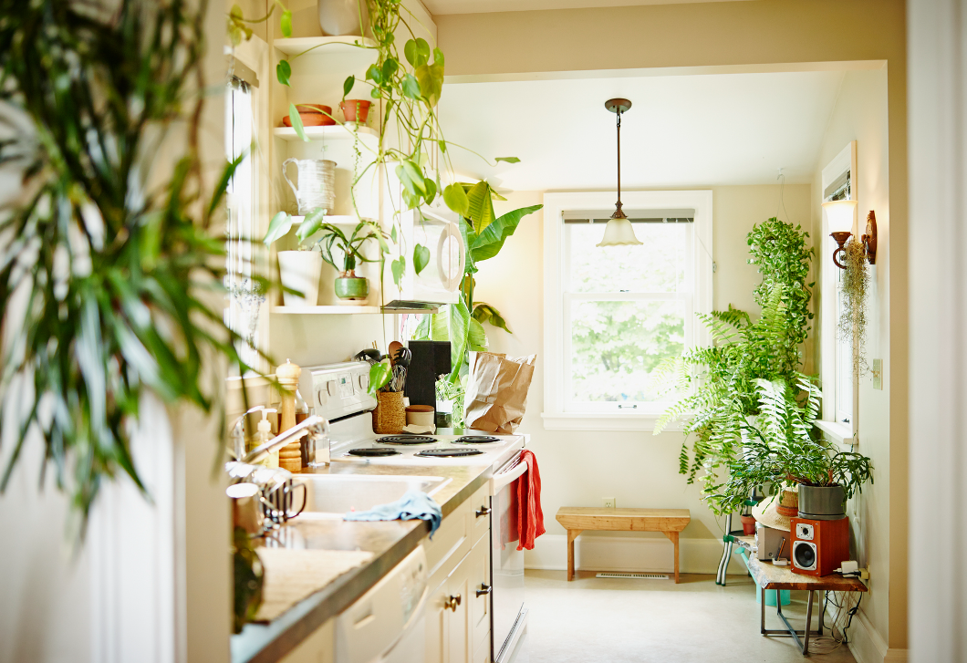 3 növény, ami egészségesebbé teszi az otthonod
