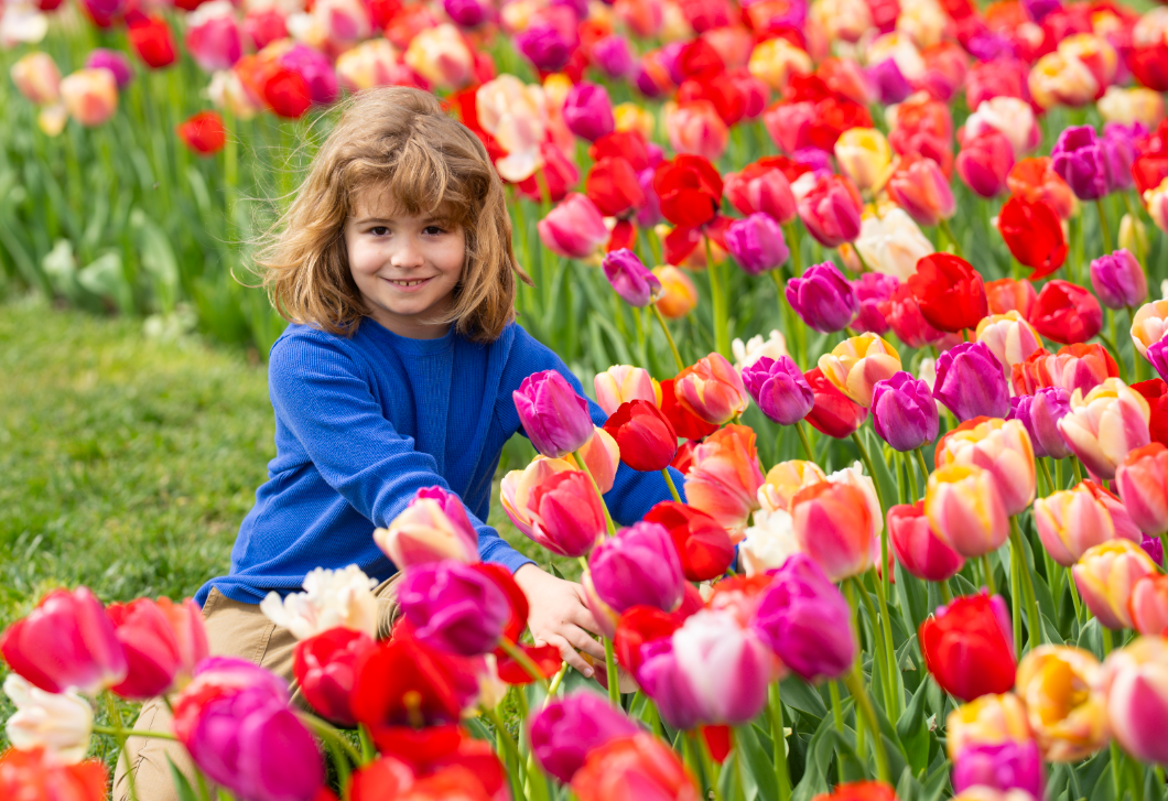 Szedd magad a tulipánokat - ezeken a helyeken nyílnak a legszebb tulipánmezők az országban