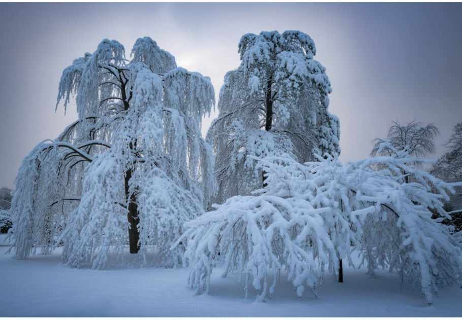 Ne rázd meg! Így távolíthatod el biztonságosan a havat a fákról, főkép