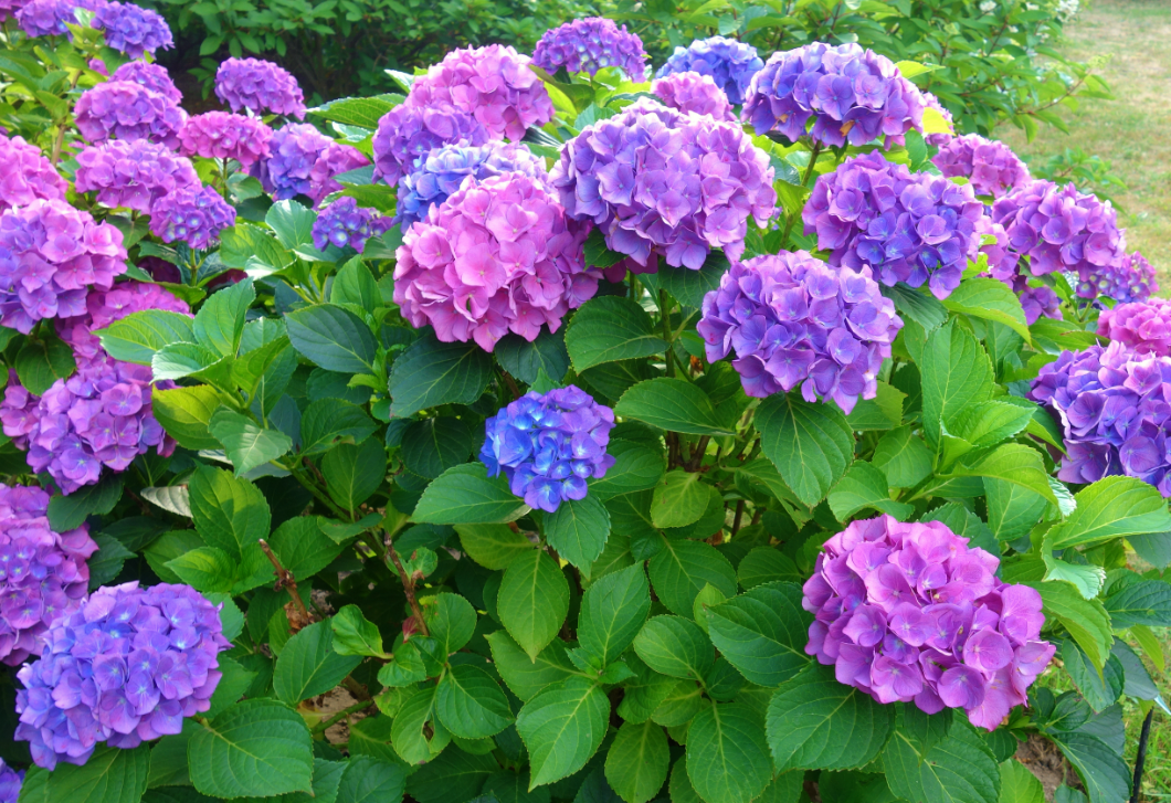 Ezt tedd a hortenziával februárban, ha nyáron hatalmas virágokra vágysz