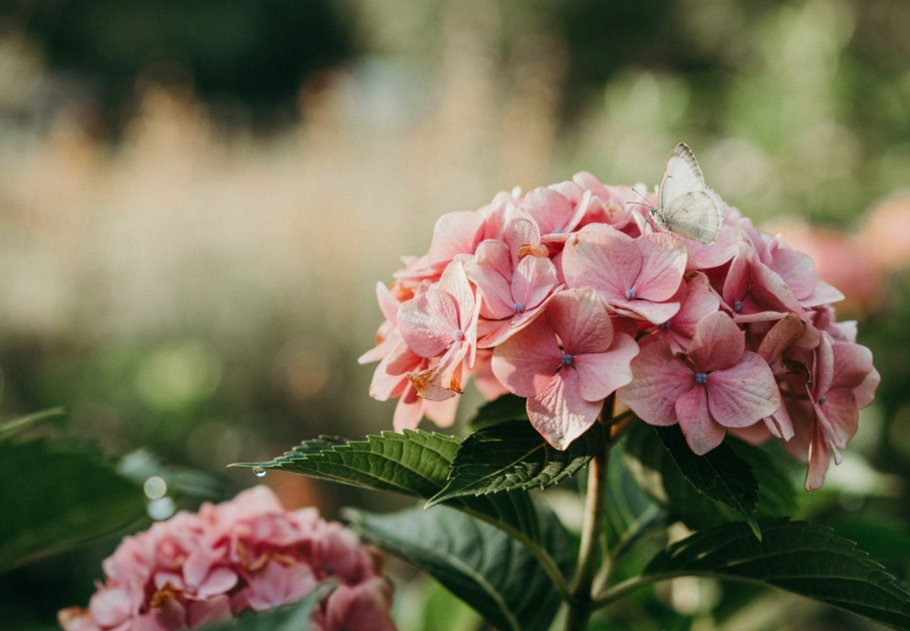 Ezt már ne tedd a hortenziáddal augusztus végén – a jövő évi virágzás bánhatja