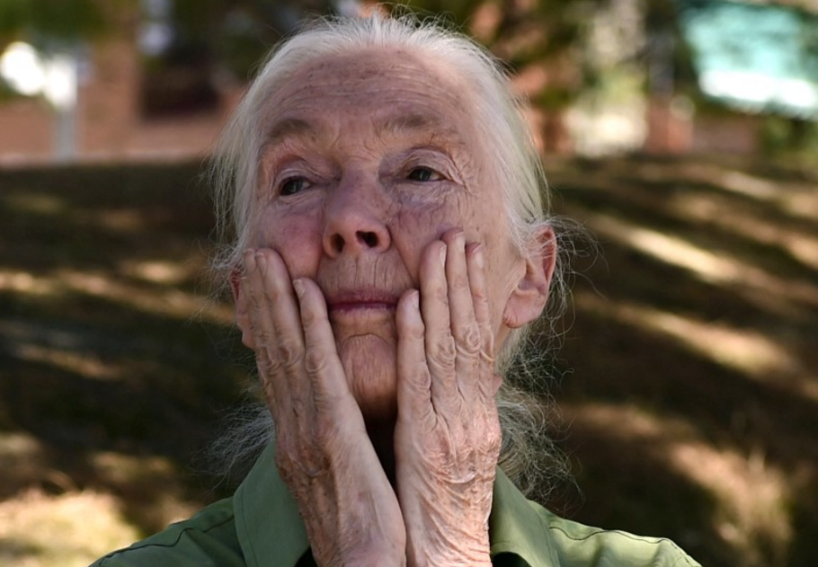 Jane Goodall rózsája – a remény különleges virága, főkép