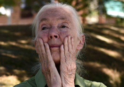 Jane Goodall...