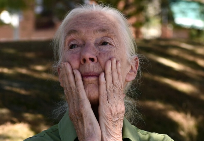 Jane Goodall...