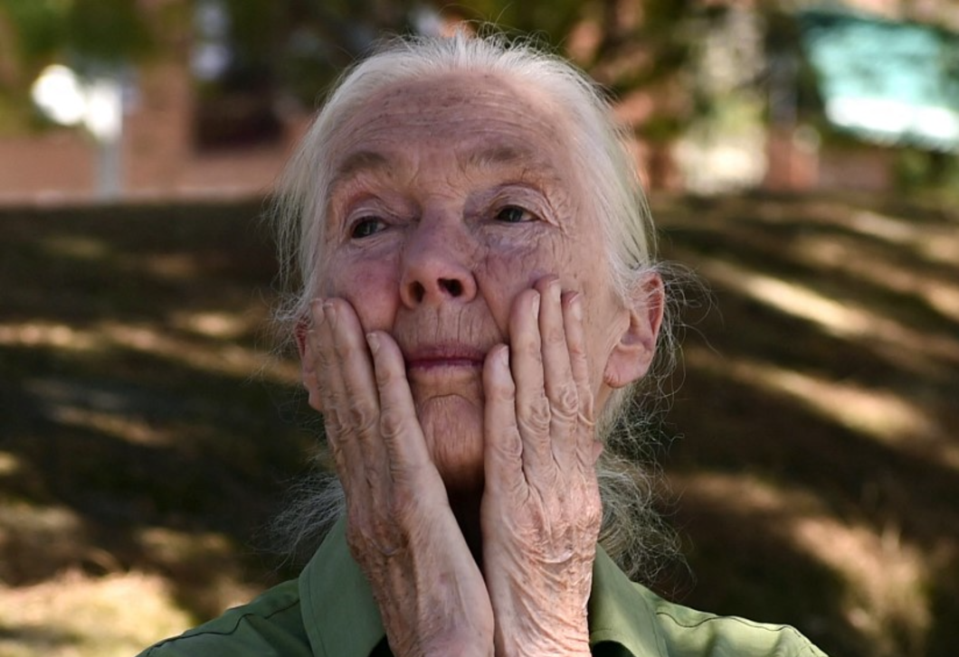 Jane Goodall rózsája – a remény különleges virága