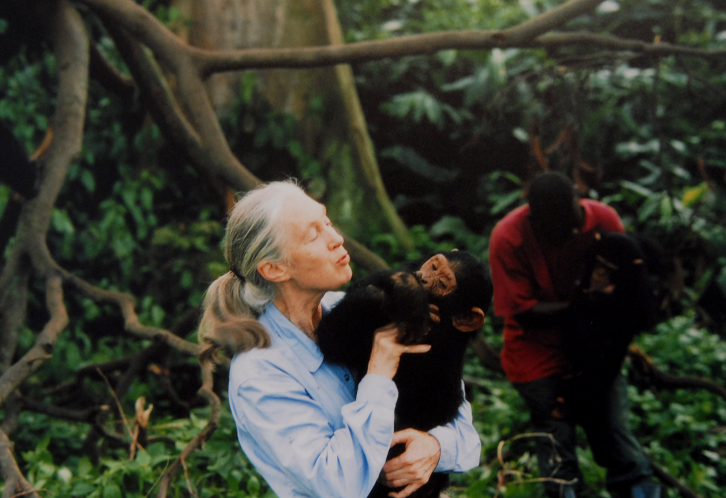 Meghalt Jane Goodall – egy élet a természet védelmében