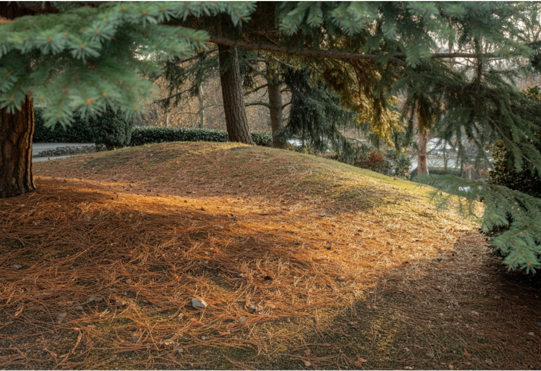 Megdől a kert egyik legnagyobb mítosza – mi az igazság a tűlevelekről?