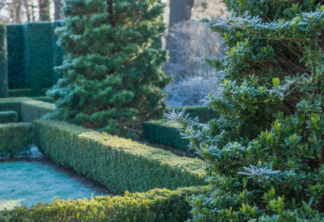 Miért tűnik üresnek a kerted télen? 5 örökzöld megoldás