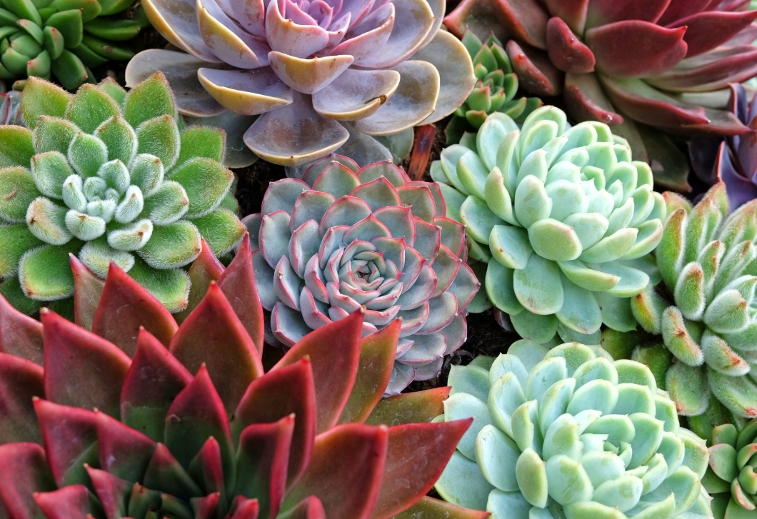 Hasznosak és gyönyörűek: 7 talajtakaró növény, amely távol tartja a gyomokat