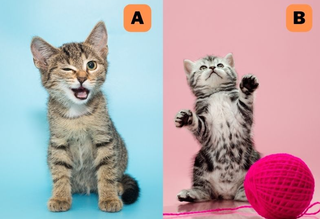Melyik macskát választod? Elárulja, mit szeretnek benned a barátaid