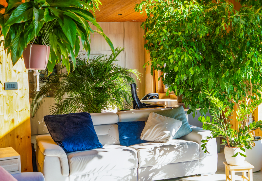 7 szerencsehozó növény, amely jó energiákkal tölti meg az otthonodat, főkép