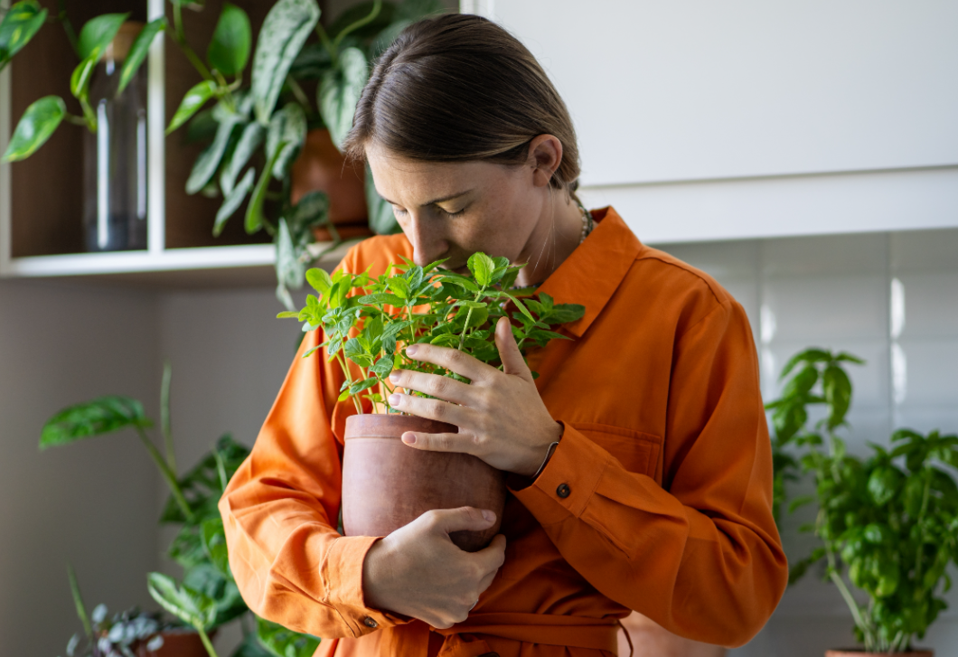 Ennek a 7 illatos, ízes fűszernövénynek minden konyhában egész évben ott a helye