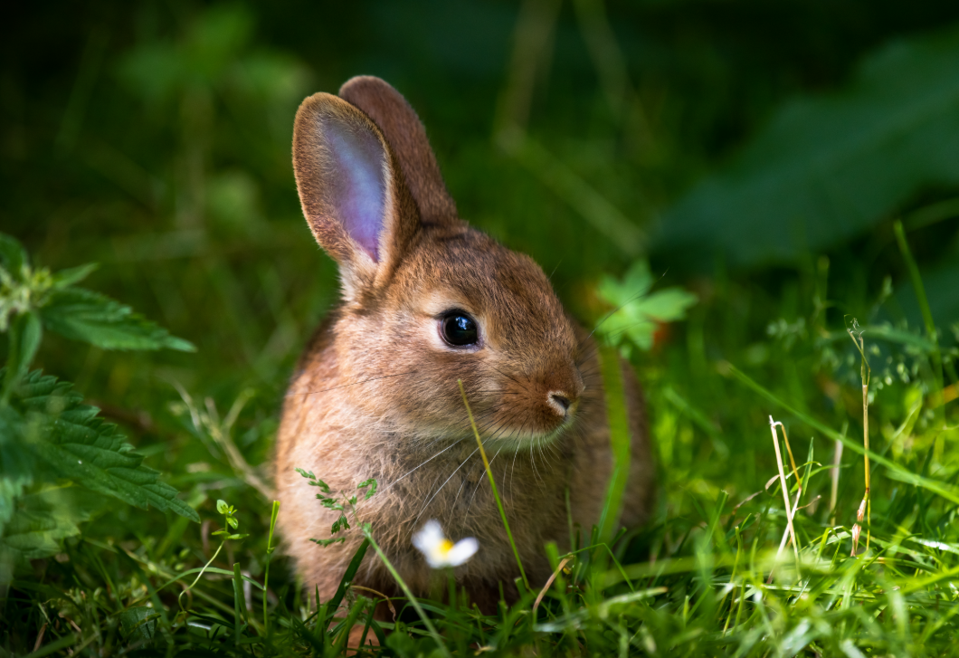 Itt a nyuszi, hol a nyuszi – fejtörő, ami aztán tényleg próbára teszi a látásod