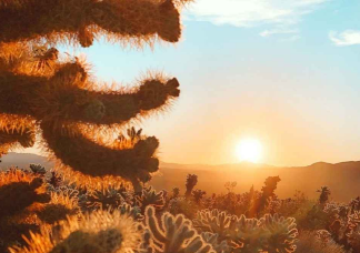 Optikai csalódás: csak kevesen szúrják ki 7 másodperc alatt a kaktuszok közé rejtett cicát