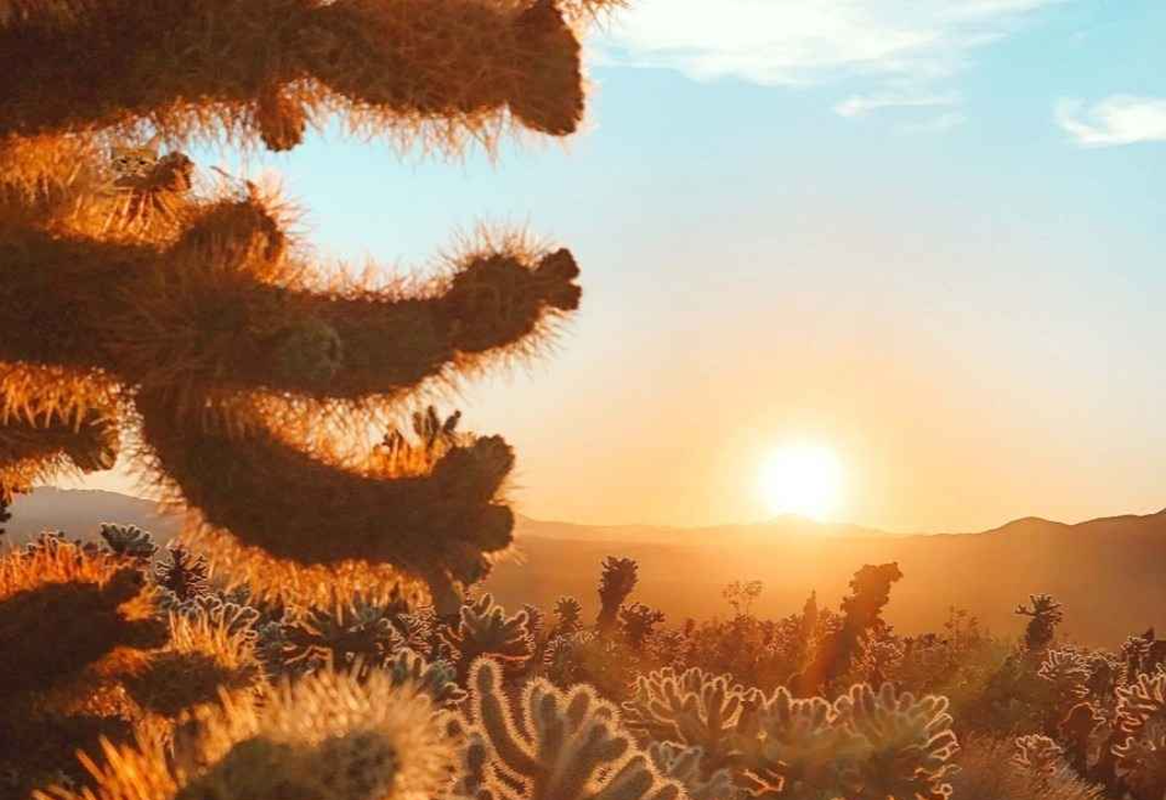 Optikai csalódás: csak kevesen szúrják ki 7 másodperc alatt a kaktuszok közé rejtett cicát
