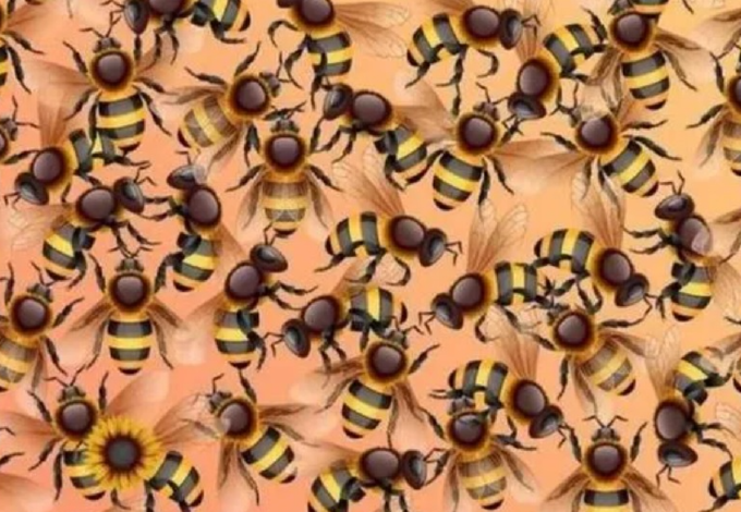 Csak az emberek 5 százaléka találja meg a napraforgót a méhek között - Neked sikerül?