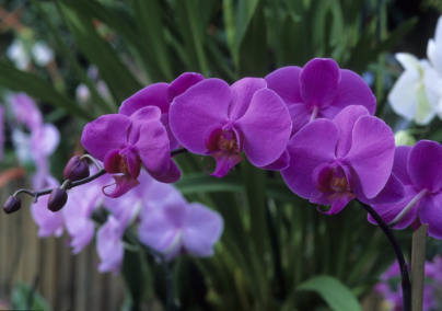 Ha így öntözöd az orchideát, sokkal többet fog virágozni
