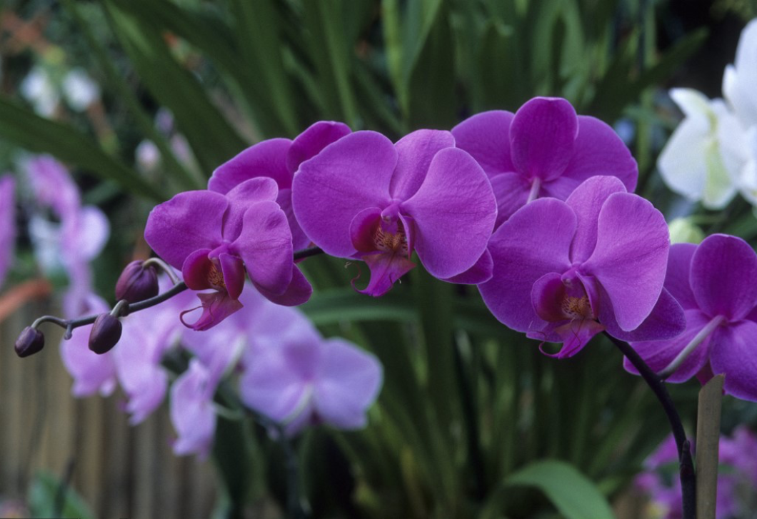 Ha így öntözöd az orchideát, sokkal többet fog virágozni