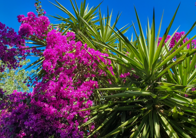 A trópusi bougainvillea gondozása nem nehéz – így lesz a kerted legszebb növénye