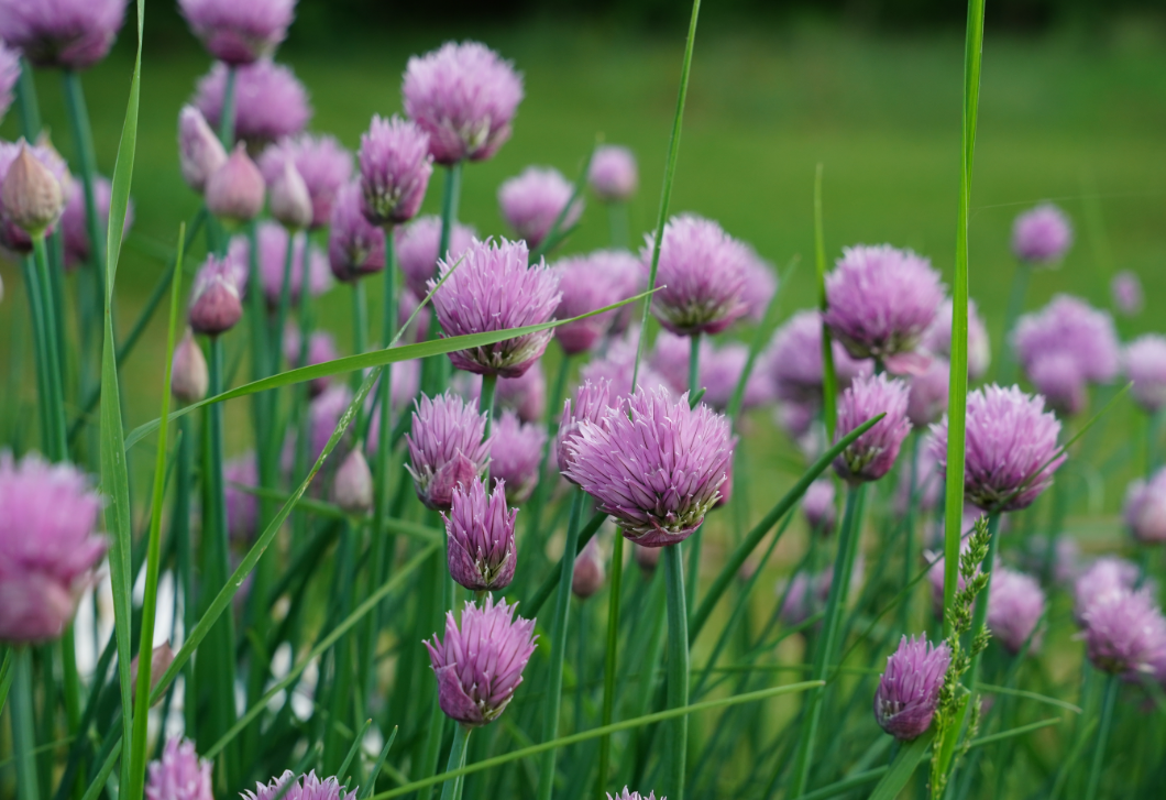 Most ültesd el ezt a sokoldalú fűszernövényt, hogy évekig kitartson