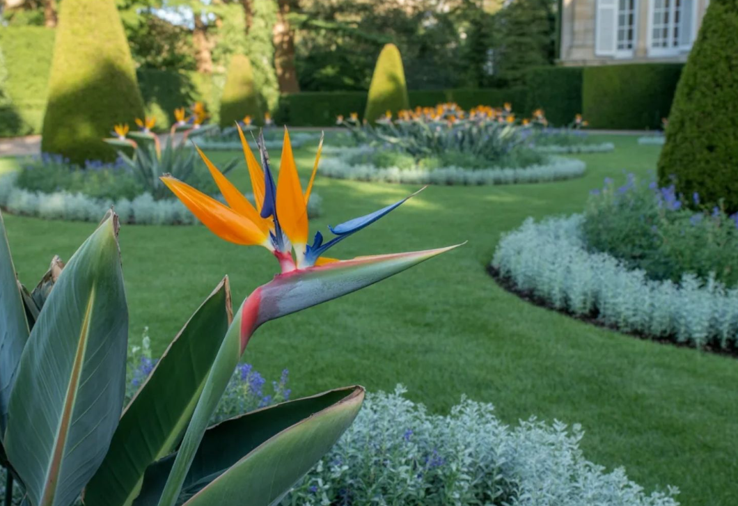Mintha élő madarak lennének – ezekért a virágokért rajonganak most a kerttervezők