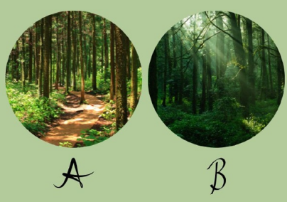 Melyik erdőt választod? Elárulja, hogy a logika vagy az érzelmeid iránytanak