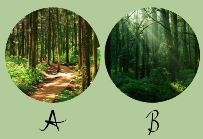 Melyik erdőt választod? Elárulja, hogy a logika vagy az érzelmeid iránytanak