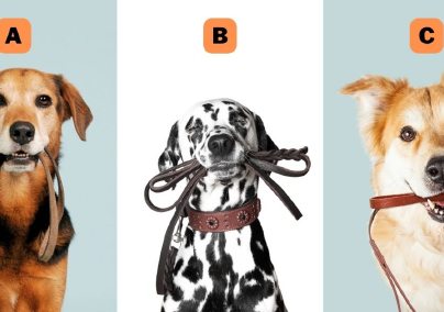 Melyik kutyát választod? Elárulja, hogy mennyire vagy felelősségteljes
